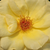 Yellow - Bed and borders rose - floribunda - Arthur Bell